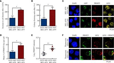 Presence of the GFI1-36N single nucleotide polymorphism enhances the response of MLL-AF9 leukemic cells to CDK4/6 inhibition